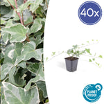 Hedera helix 'Glacier' | Bonte klimop – Ø9 cm – ↕10-25 cm