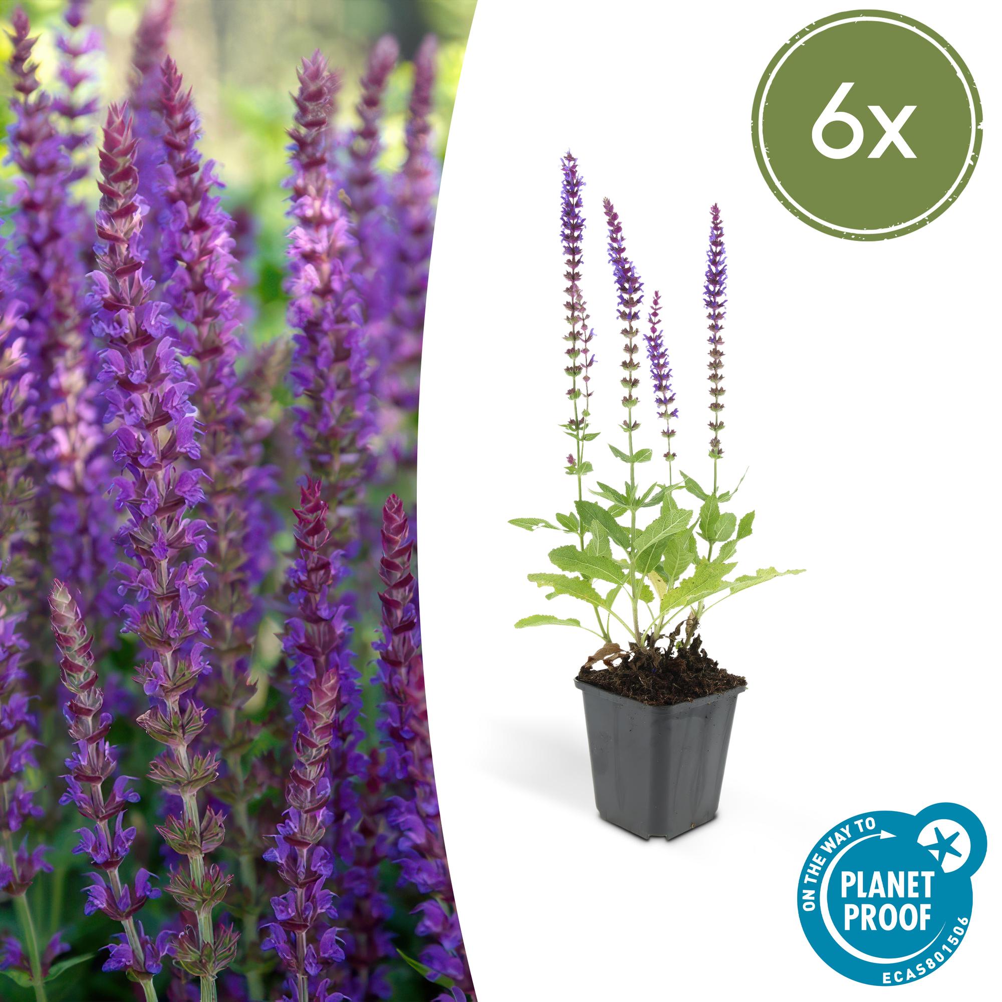 Salvia nemorosa 'Ostfriesland' | Paarse vaste borderplant – Ø9 cm – ↕10-25 cm