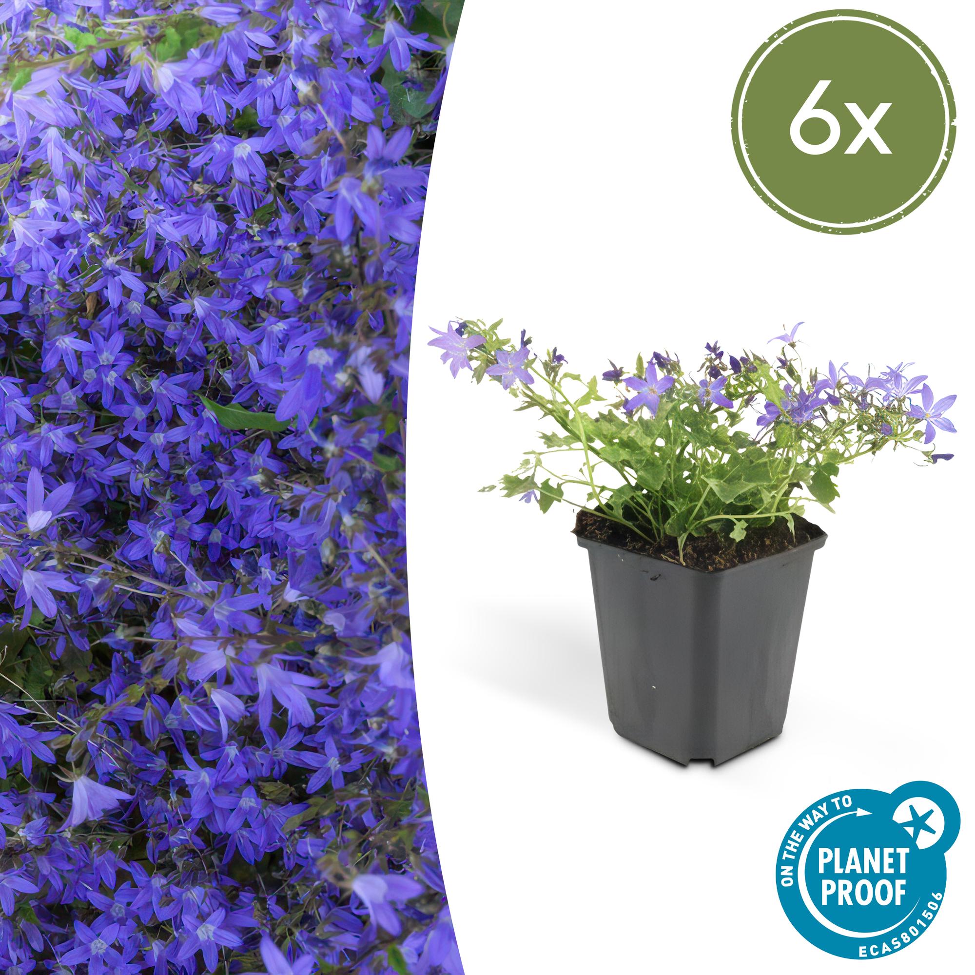 Campanula plant | 'Stella' - Bodembedekkende klokjesbloem