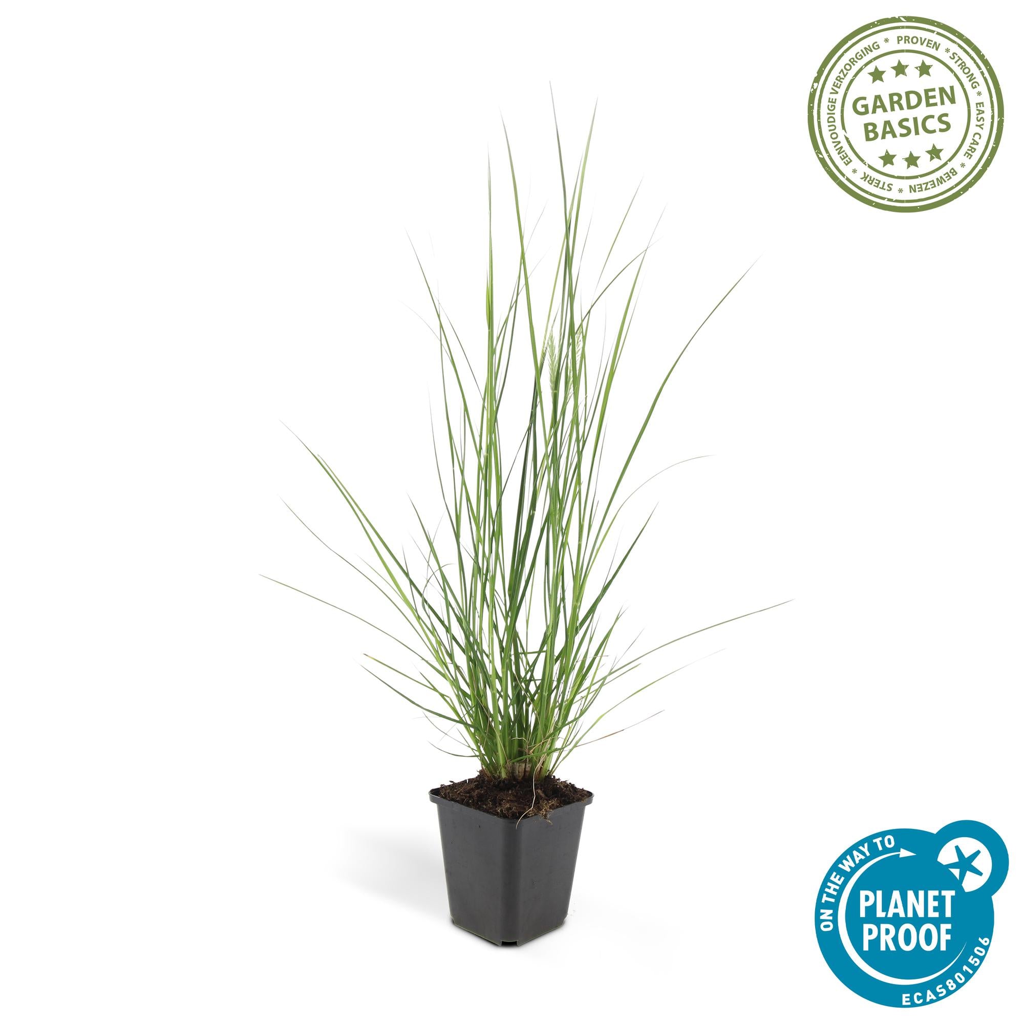 Pennisetum alopecuroides 'Hameln' | Diverse sets siergrassen - Ø 9 cm - ↕ 10-25 cm
