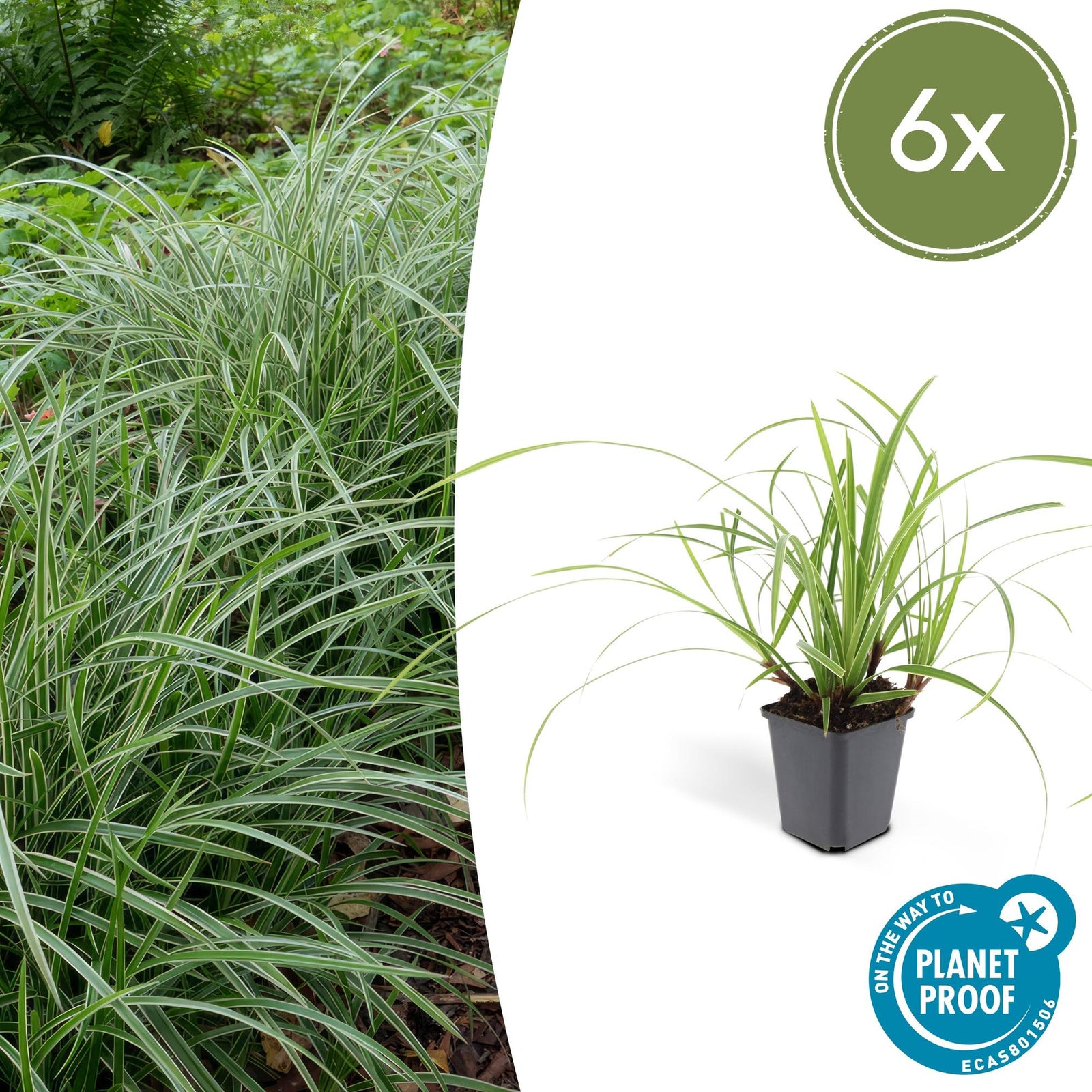 Carex morrowii 'Ice Dance' | Wintergroen siergras Ø9cm ↕10-25cm