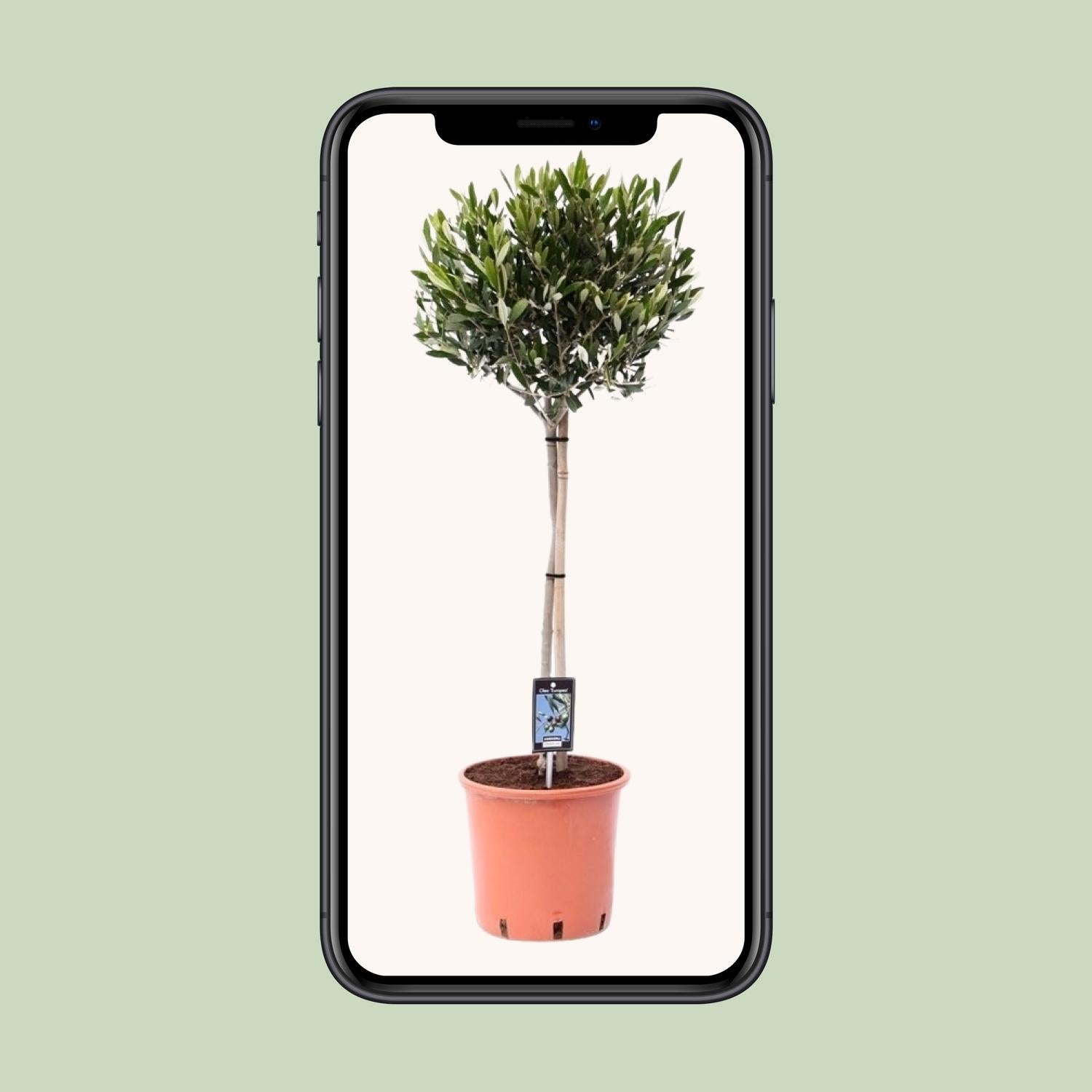 Olea Europaea op stam I 100 cm - ø22 cm