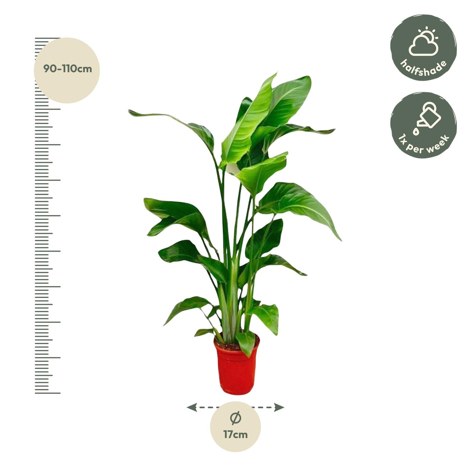 Strelitzia Nicolai | Paradijsvogelplant 80–100 cm – Ø17 cm