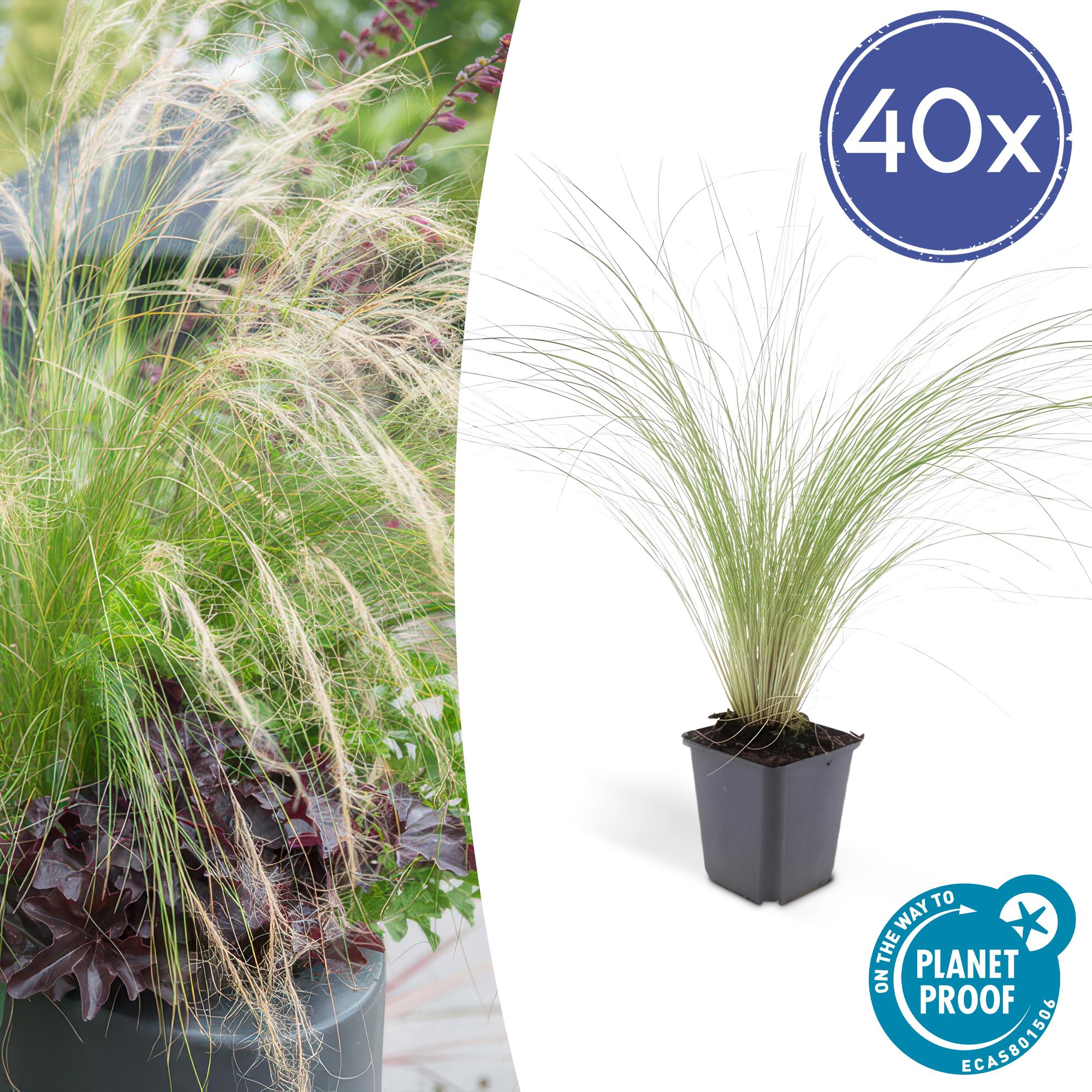 Stipa tenuissima 'Ponytails' | Fijn siergras - Ø9cm - ↕10-25cm