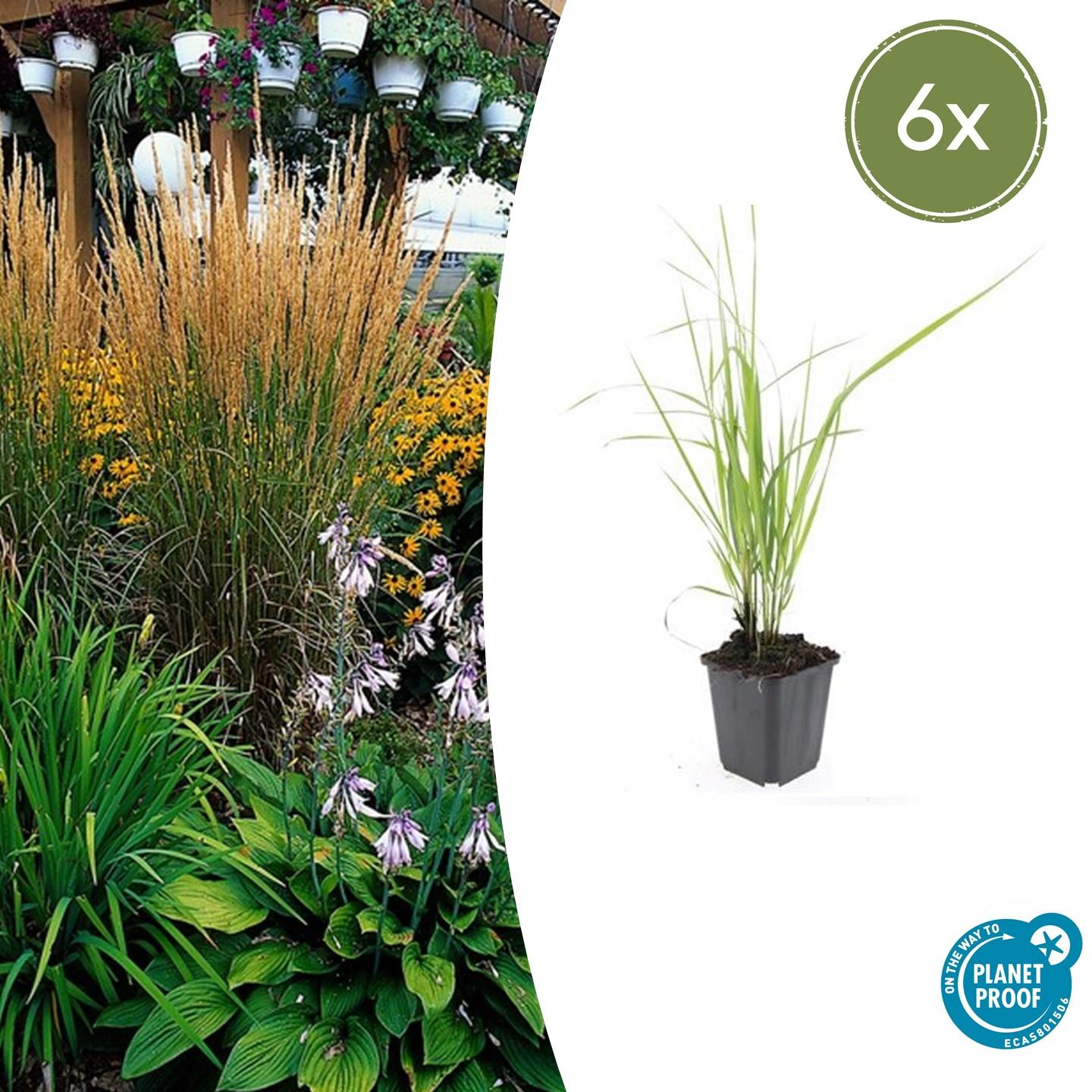 Calamagrostis acut. 'Karl Foerster' |  Ø9cm - ↕10-25cm