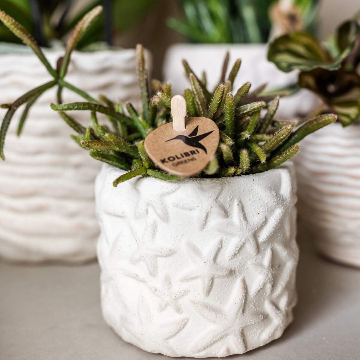 Bloempot - Star Fish sierpot - Off White - Ø6cm of Ø9cm