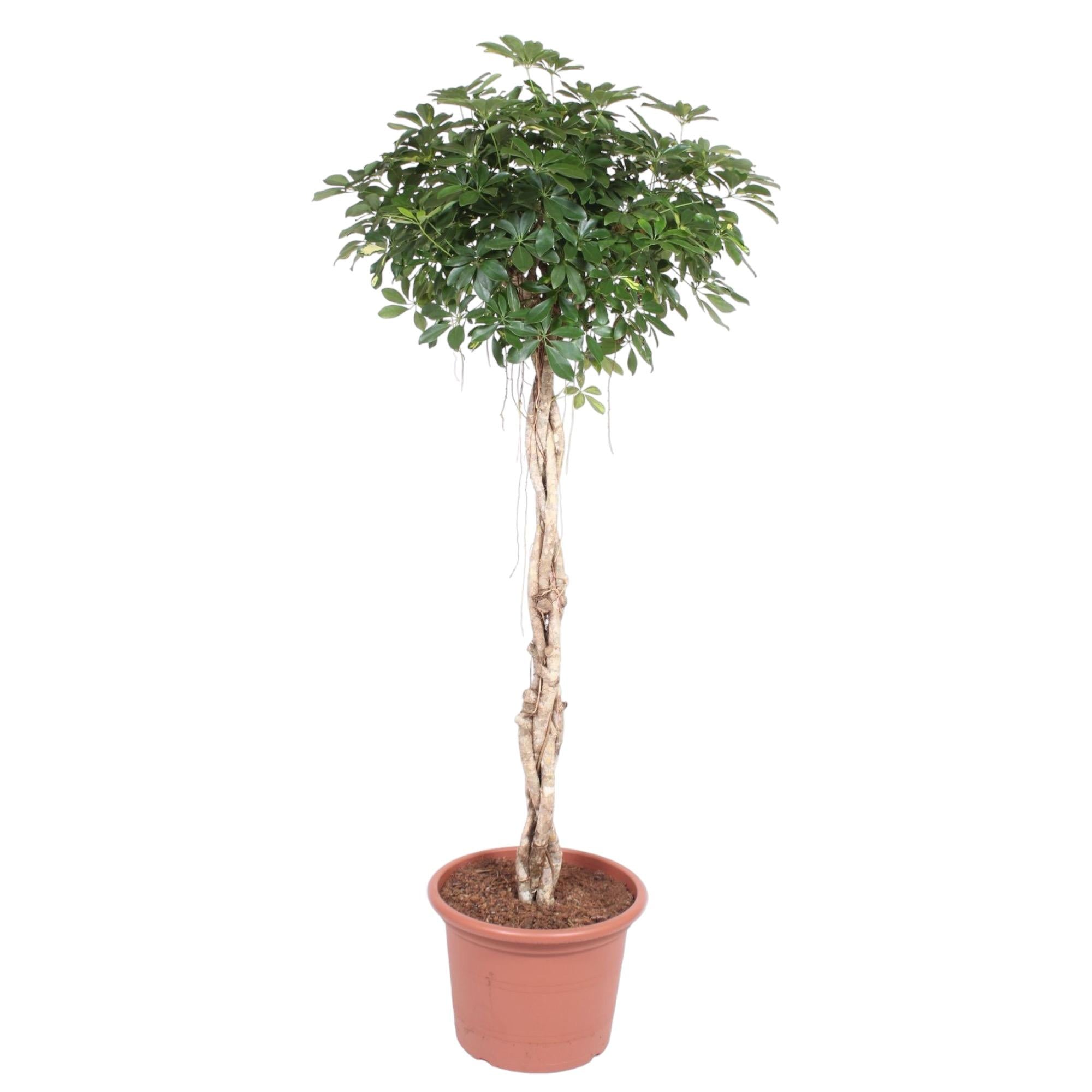 Schefflera Arboricola | Compacta gevlochten stam - 200 cm - Ø50 cm