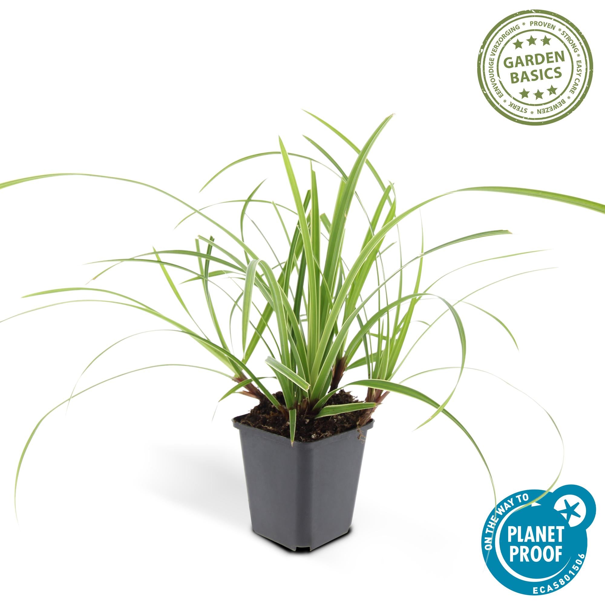 Carex morrowii 'Ice Dance' | Wintergroen siergras Ø9cm ↕10-25cm