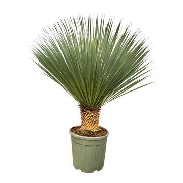 Yucca Rostrata | 120 cm - Ø40 - Stoere Woestijnplant voor Buiten