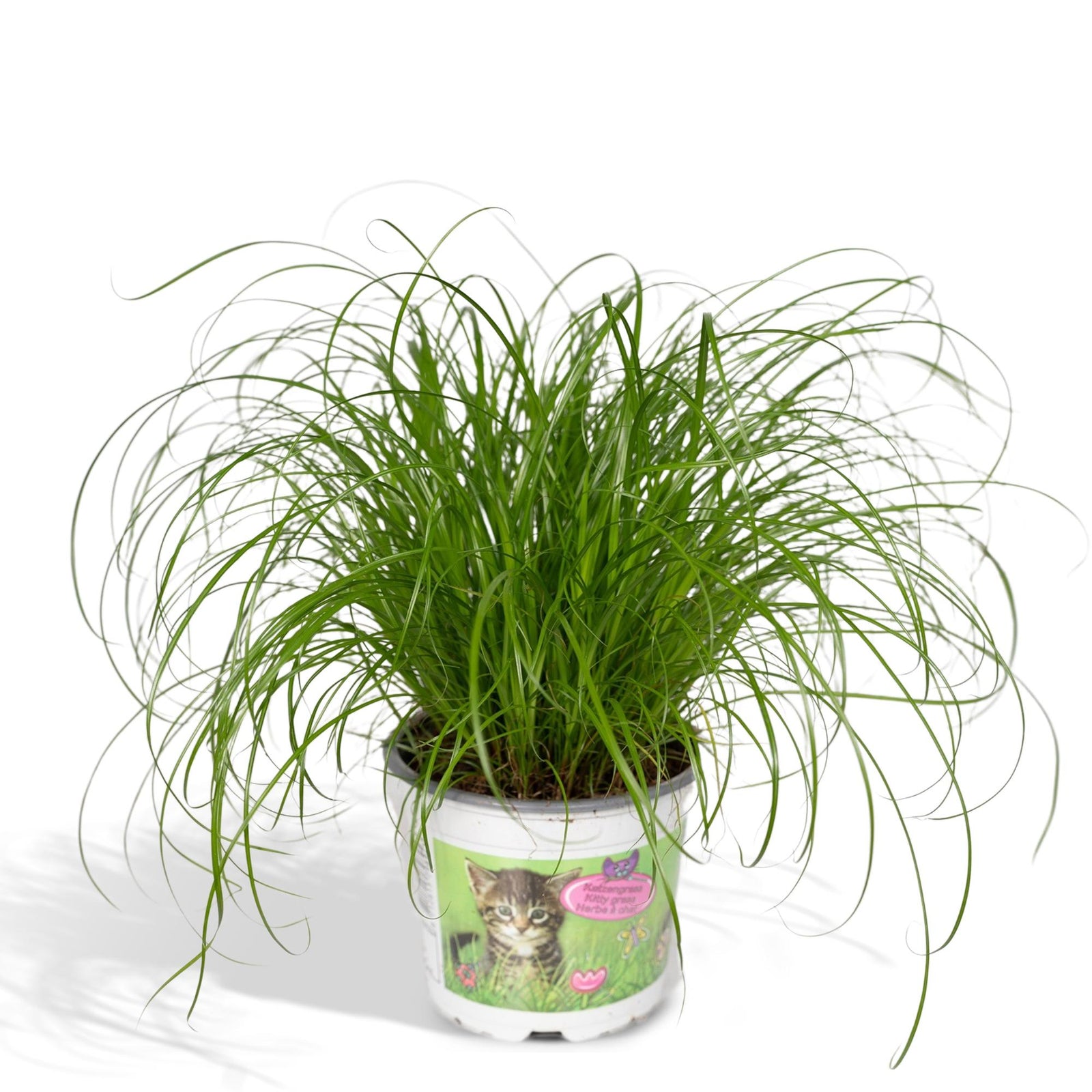 Kattengras | Cyperus Alternifolius 1, 2 of 4 stuks - Voor blije katten