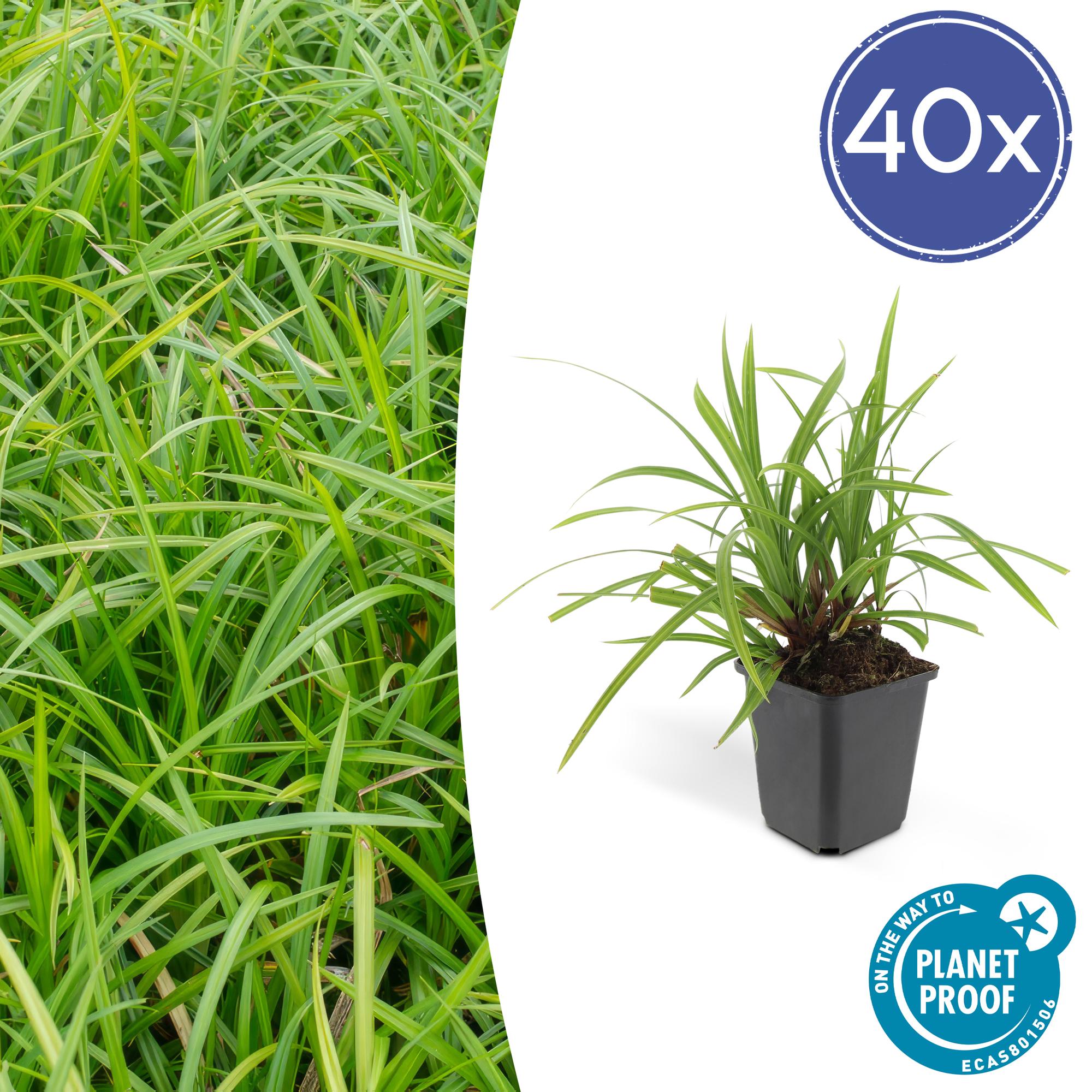 Carex morrowii 'Irish Green' | Wintergroen siergras Ø9cm - ↕10-25cm