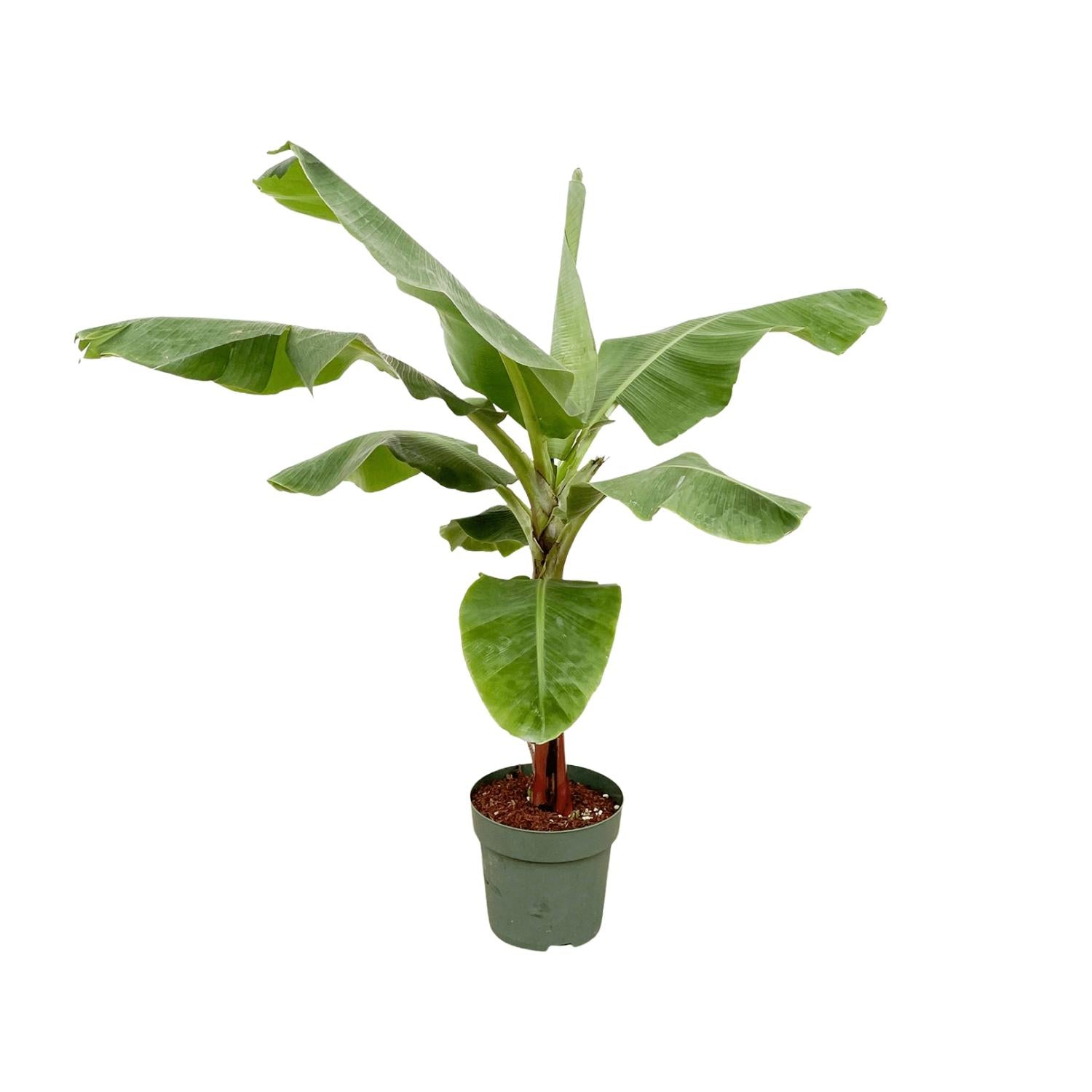 Bananenplant (Musa) | Tropische kamerplant – 150 cm – Ø30 cm