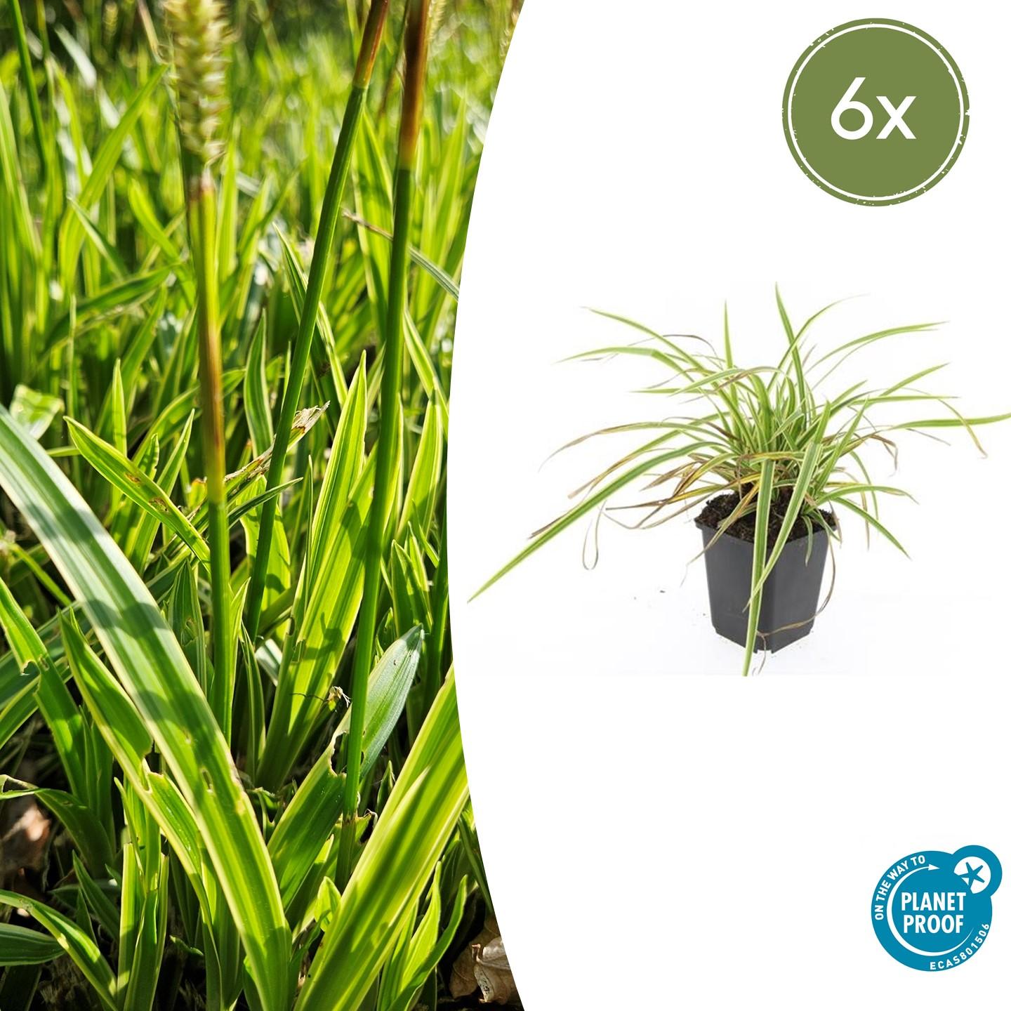 Carex morrowii 'Aureovariegata' | Compact siergras Ø9cm - ↕10-25cm