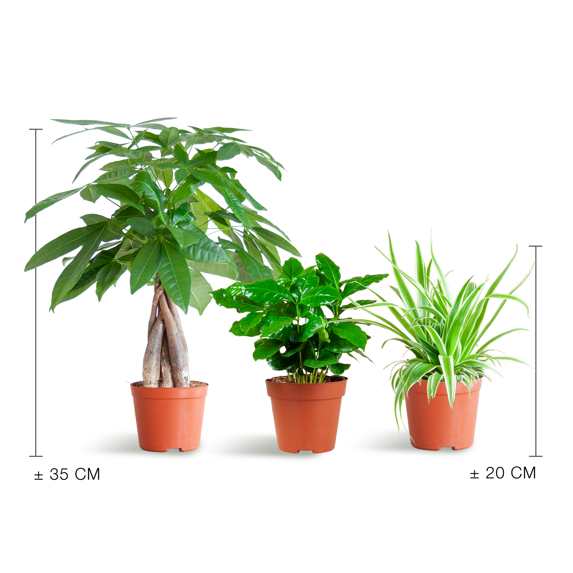 Diervriendelijke Planten | klein zonder sierpot