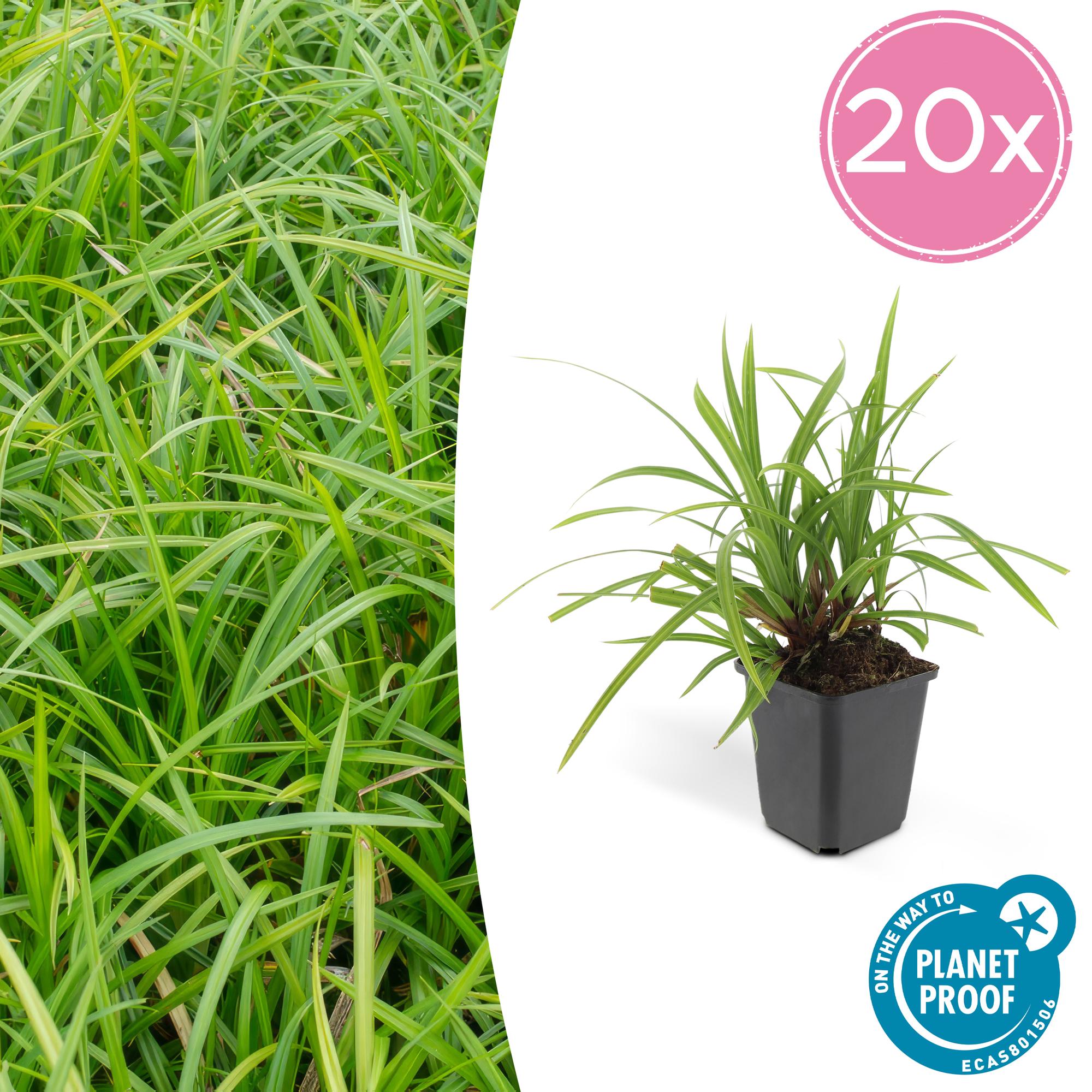 Carex morrowii 'Irish Green' | Wintergroen siergras Ø9cm - ↕10-25cm