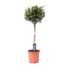 Olea Europaea op stam I 100 cm - ø22 cm