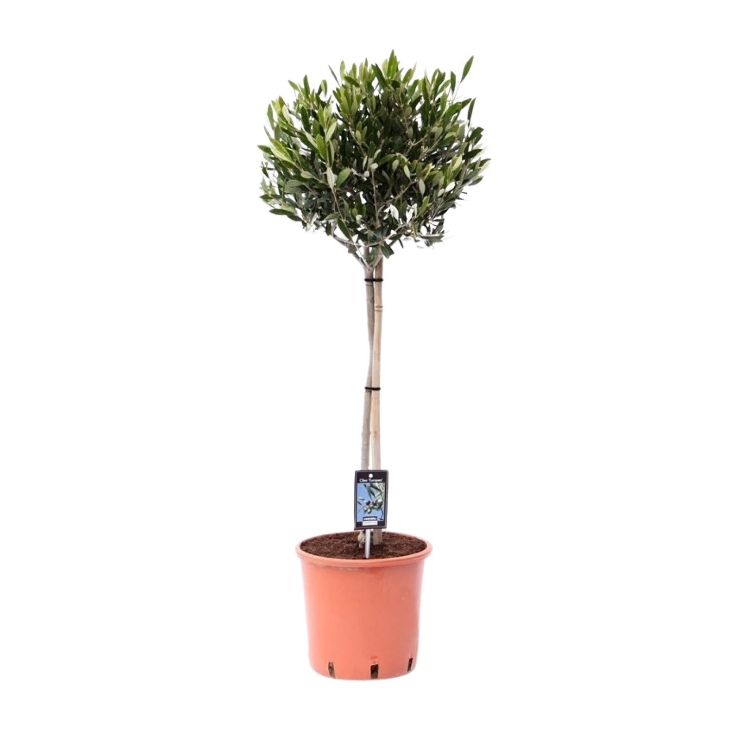 Olea Europaea op stam I 100 cm - ø22 cm