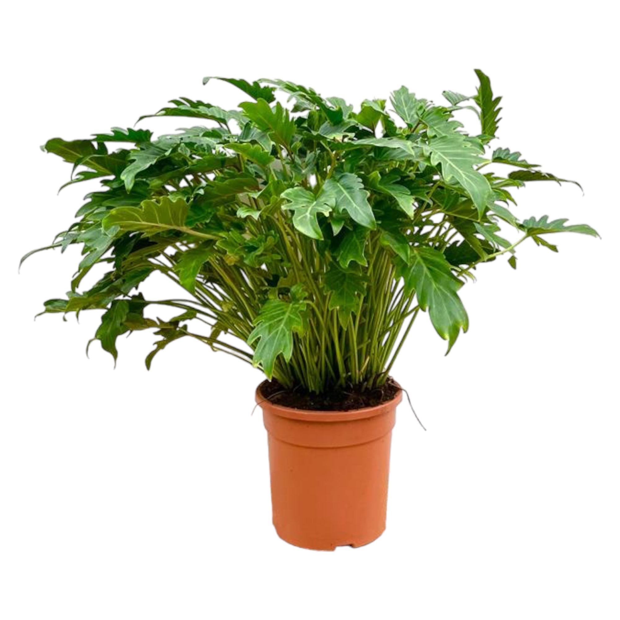 Philodendron Xanadu plant | Tropische blikvanger – 80 cm – Ø27