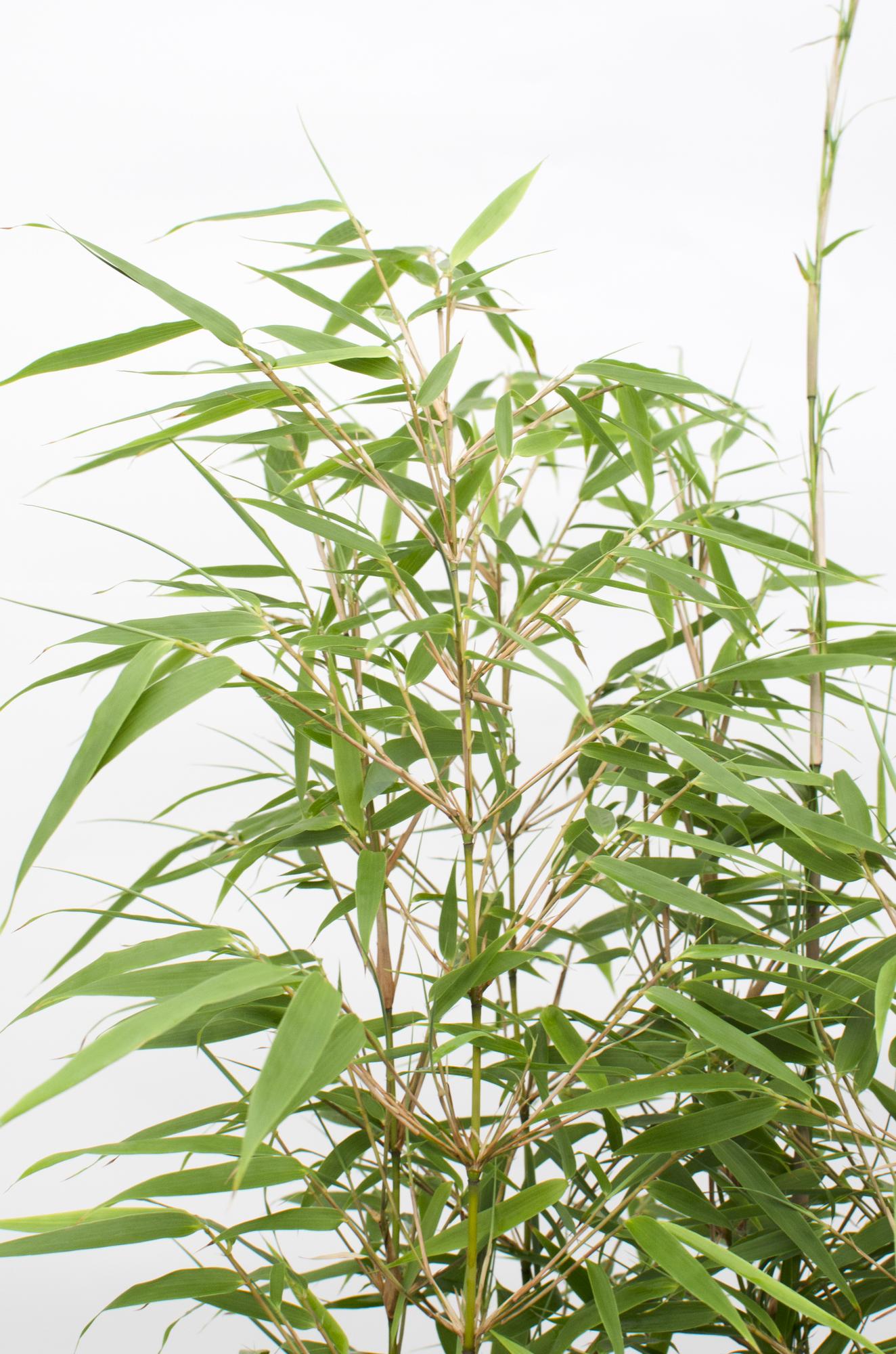 Bamboe | Fargesia rufa - Niet woekerende bamboe - Ø23cm - ↕80cm