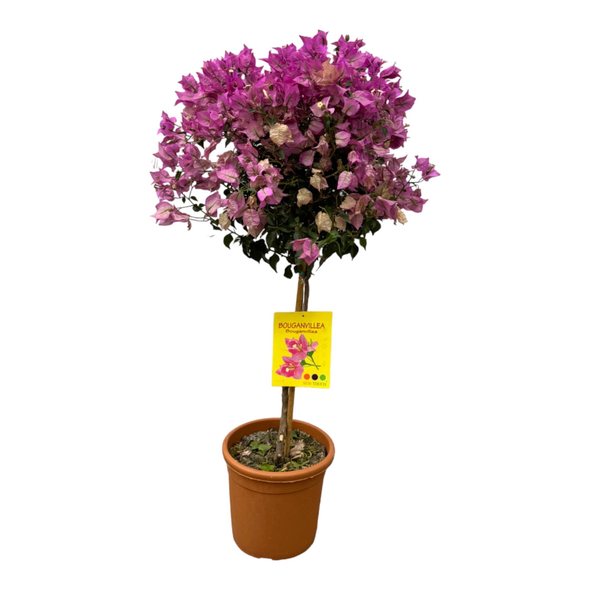 Bougainvillea | op stam – 110 cm - Mediterrane eyecatcher met karakter
