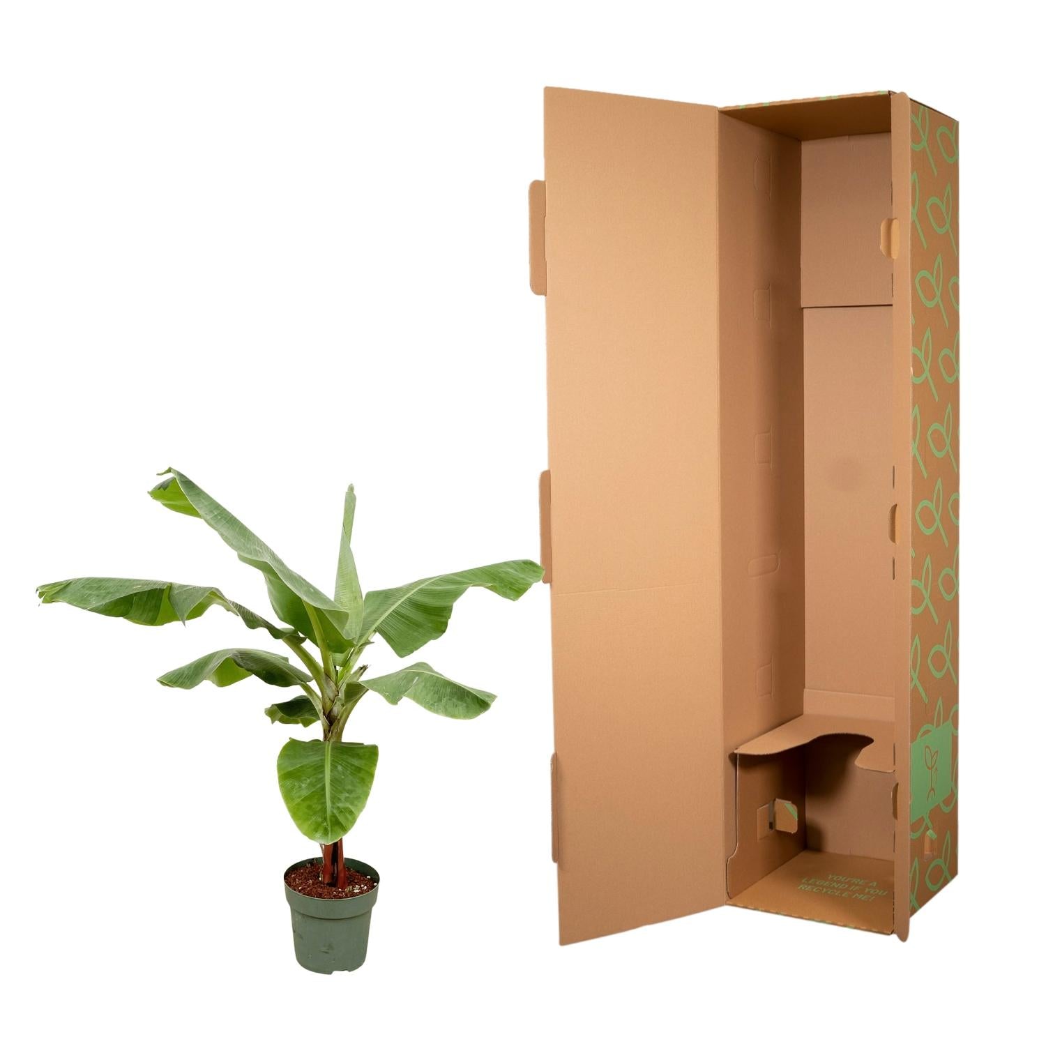 Bananenplant (Musa) | Tropische kamerplant – 150 cm – Ø30 cm