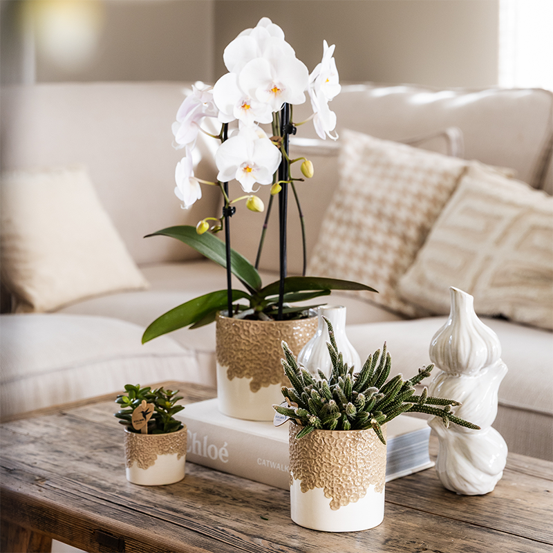 Kolibri Home | Bloom sierpot - Sand