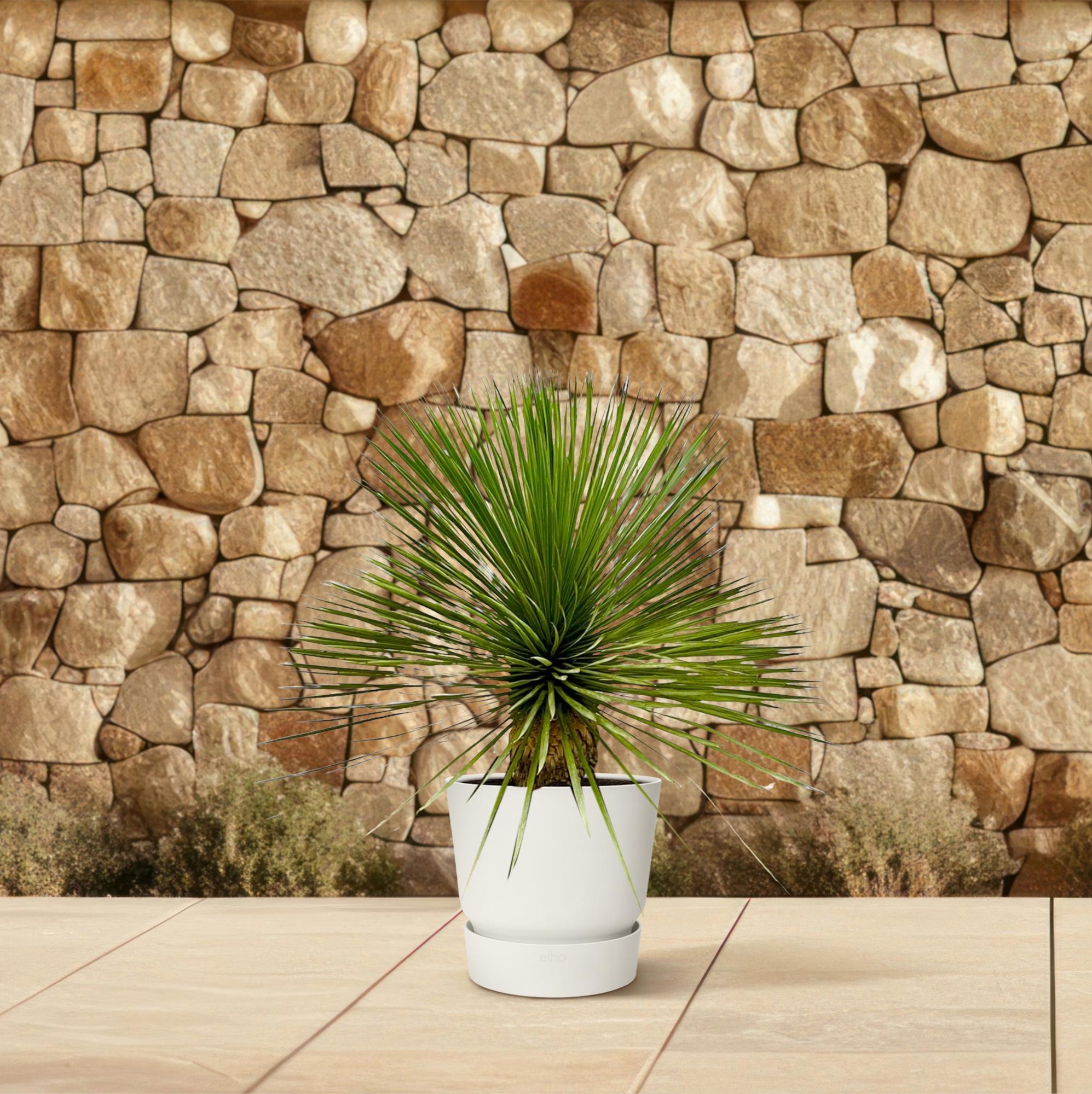 Yucca Rostrata op stam | 70 cm – Ø27 cm – Compacte woestijnlook