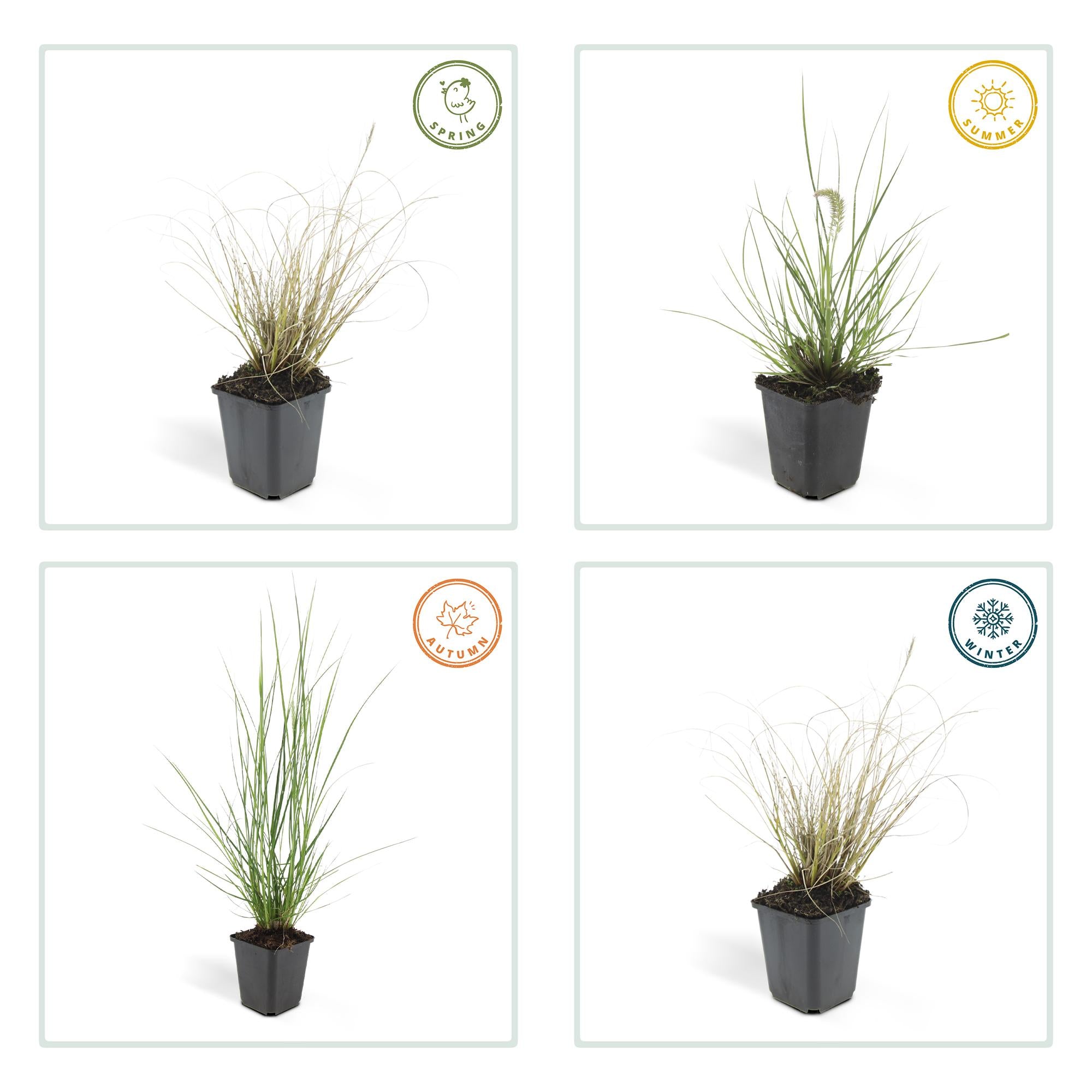 Pennisetum alopecuroides 'Hameln' | Diverse sets siergrassen - Ø 9 cm - ↕ 10-25 cm