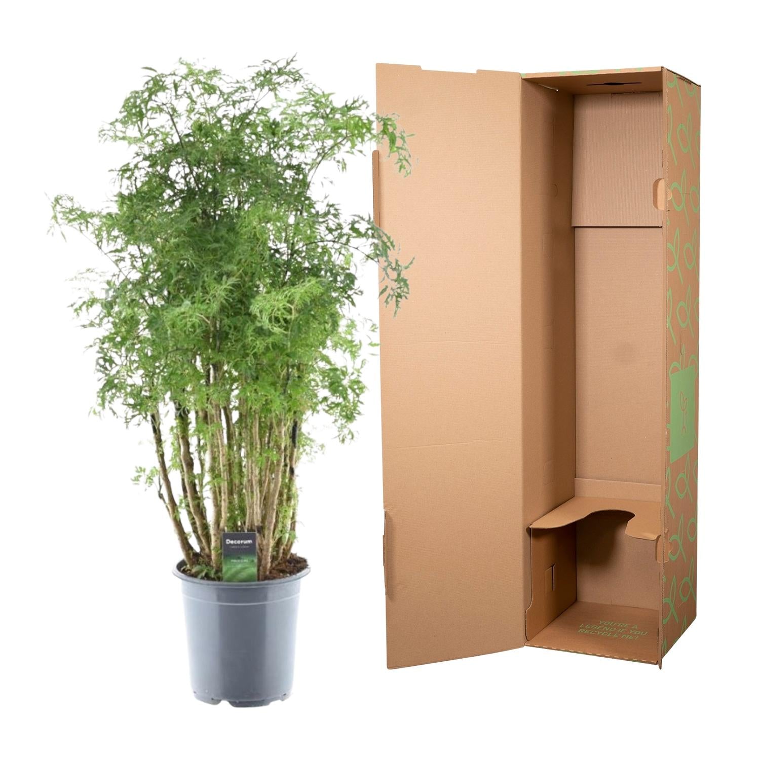 Polyscias Hawaiiana Ming | 90 cm - Weelderige blikvanger voor binnen
