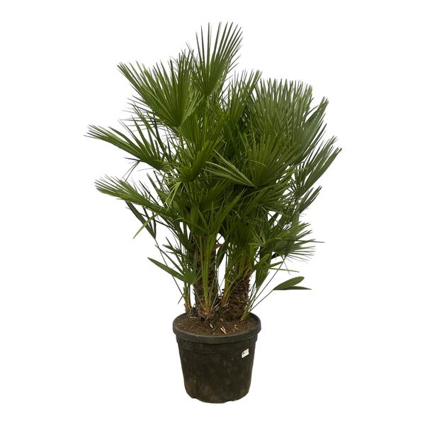 Dwergpalm | Chamaerops Humilis multi stam – 180 cm – Ø45 cm