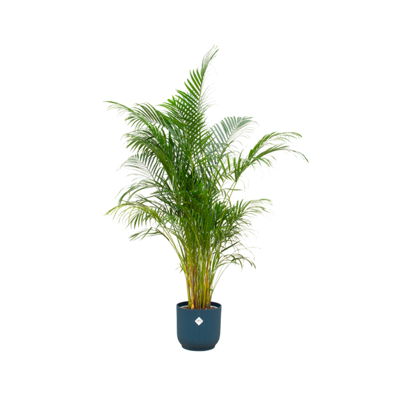 Areca palm | 160 cm – Ø30 cm – Combi deal met Elho Vibes pot