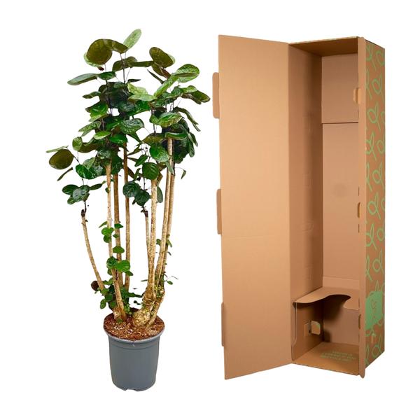 Polyscias Fabian XXL - 160 cm - ⌀27 cm | Tropische Kamerplant