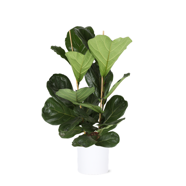 Ficus Lyrata - 120cm - Ø24cm - in ERA antraciet pot