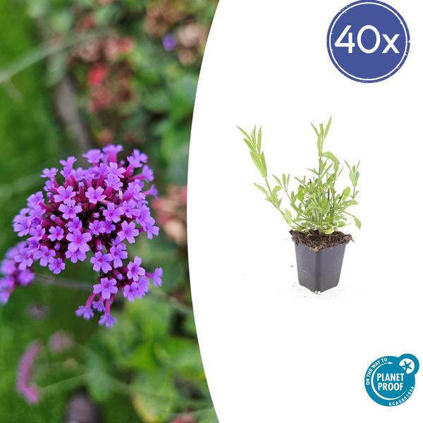 Verbena Bonariensis - IJzerhard | Tuinplant - Ø9 cm