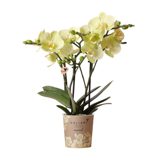 Orchidee | gele Phalaenopsis orchidee - Mexico - potmaat Ø9cm