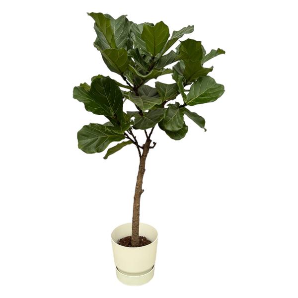 Ficus Lyrata stam inclusief pot Elho Greenville Round - 160 cm - Ø30