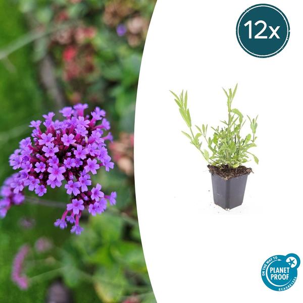 Verbena Bonariensis - IJzerhard | Tuinplant - Ø9 cm