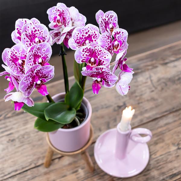 Orchidee | 2 roze paarse Phalaenopsis orchideeën - El Salvador - potmaat Ø9cm