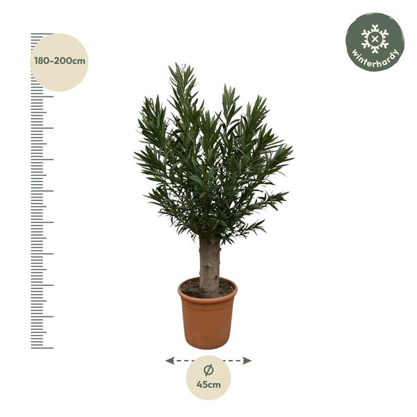 Nerium Oleander Bonsai | 190cm - ø45 - De Mediterrane Bonsai