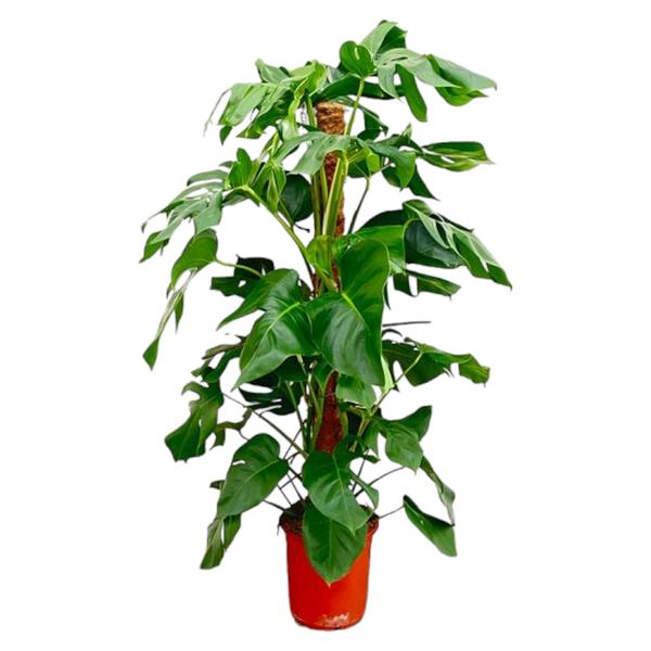 Monstera Pertusum | 120cm - ø24cm
