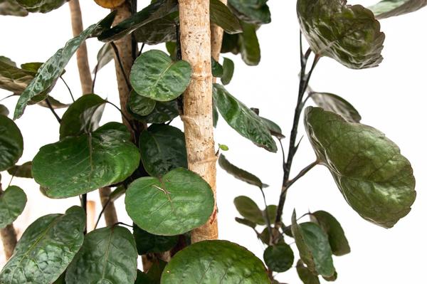 Polyscias Fabian XXL - 160 cm - ⌀27 cm | Tropische Kamerplant