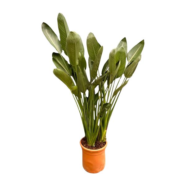 Strelitzia Reginae XL - 200 cm | Tropische eyecatcher voor je interieur
