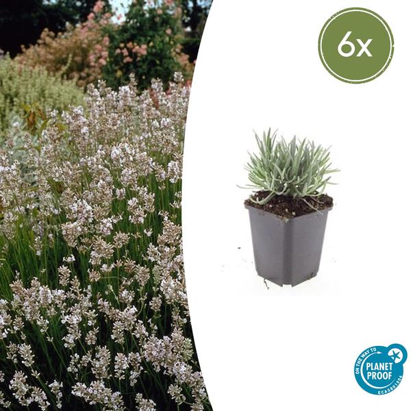 Lavendel | Lavandula int. 'Edelweiss' – Witte Bloemen voor je Tuin
