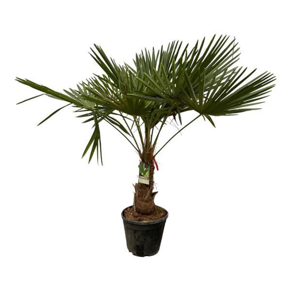 Trachycarpus Fortunei - 180 - 200 cm - Ø40 cm | Winterharde Palmboom voor Buiten en Binnen