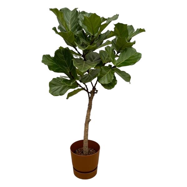 Ficus Lyrata stam inclusief pot Elho Greenville Round - 160 cm - Ø30