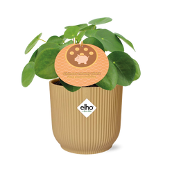 Pilea Peperomioides - 12 cm - in Elho Vibes Fold | Pannenkoekenplant
