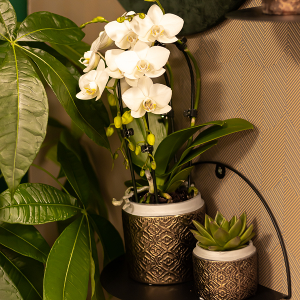 Orchidee | Witte Phalaenopsis orchidee - Niagara Fall - potmaat Ø9cm