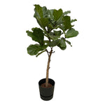Ficus Lyrata stam inclusief pot Elho Greenville Round - 160 cm - Ø30