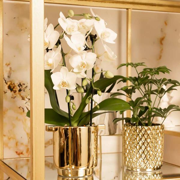 Orchidee | Witte Phalaenopsis orchidee - Niagara Fall - potmaat Ø9cm