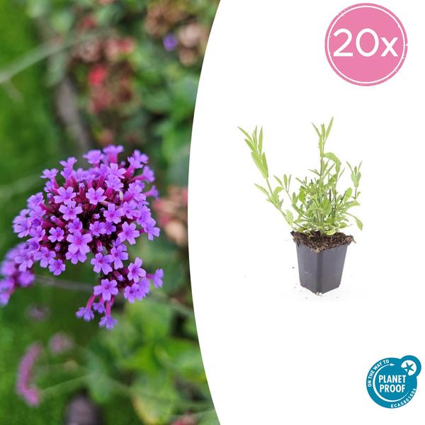 Verbena Bonariensis - IJzerhard | Tuinplant - Ø9 cm